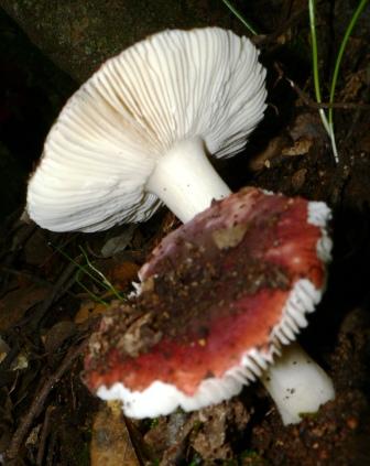 Russula tyrrhenica?????